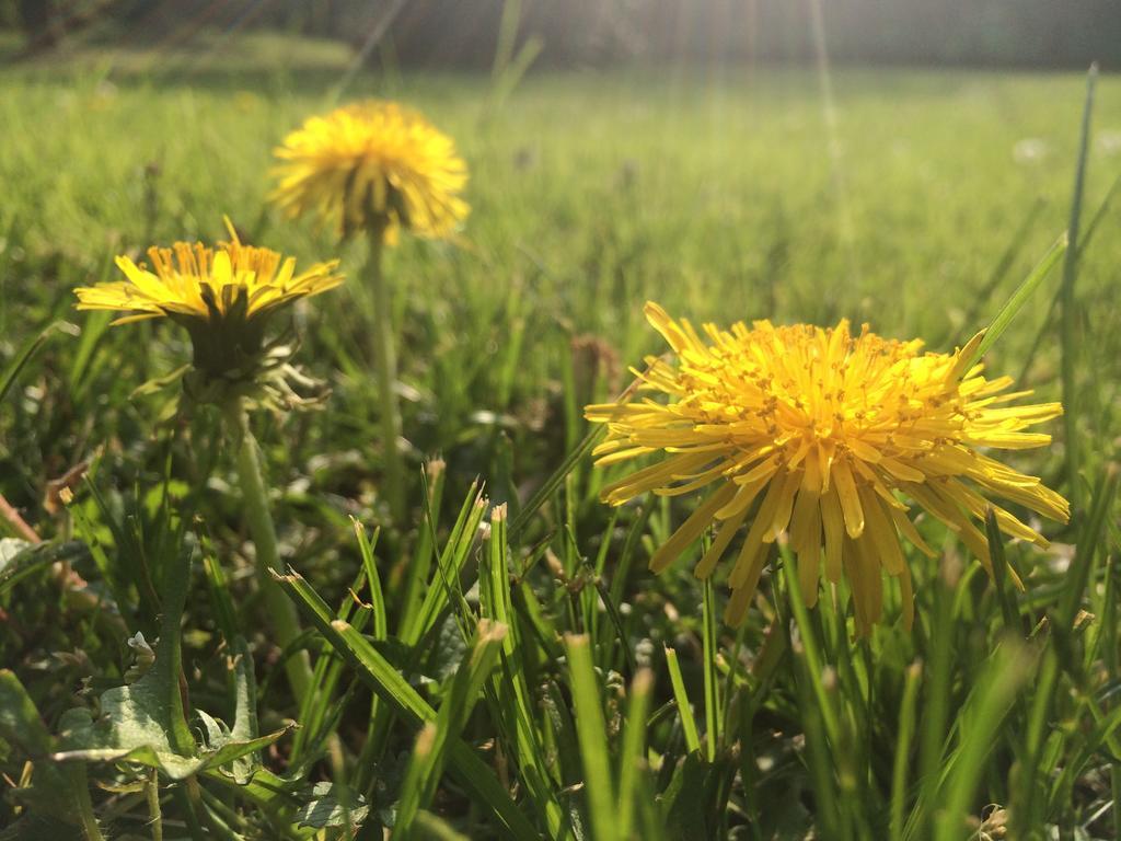 Il Cantelino Pádua Quarto foto